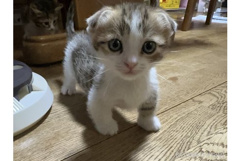 販売中の千葉県のマンチカン-115322の8枚目